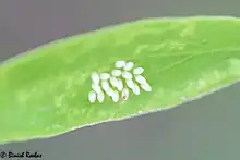 Eggs of small salmon Arab on Salvadora persica, United Arab Emirates