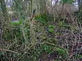 The ruins of Fergushill Cottage