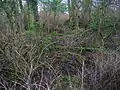 The ruins of Fergushill Cottage and gardens remnants