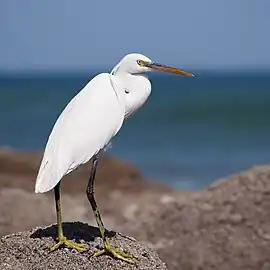 White morph, Muscat