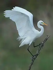 Egretta intermedia Yellow-billed egret - Mogwase, North-West, South Africa