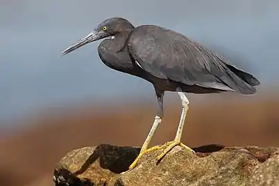 blackish heron with yellow feet on rock