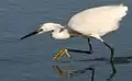 Snowy egret hunting fish