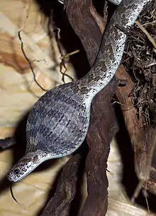 Image 24African egg-eating snake eating an egg (from Snake)