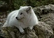 Greenland Arctic foxVulpes lagopus foragorapusispolarræv