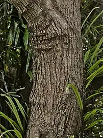 Trunk, showing rough bark