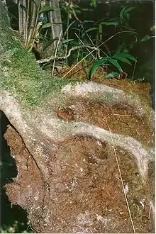 Black olive berry growing as a hemiepiphyte on a soft tree fern at Devil's Creek, South East Forest National Park