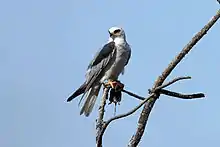 White-tailed kite