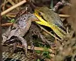 Capturing frog (Rana ornativentris)