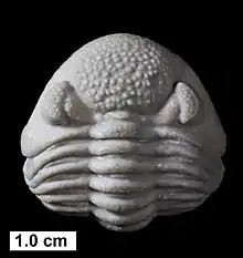 The phacopid trilobite Eldredgeops? norwoodensis