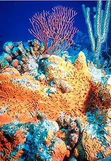 Image 19Bright coloration of orange elephant ear sponge, Agelas clathrodes signals its bitter taste to predators (from Animal coloration)