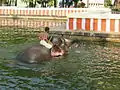 Elephant in Bhoothalingaswamy Tank