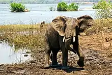 Image 27Elephant in Majete Wildlife Reserve (from Malawi)