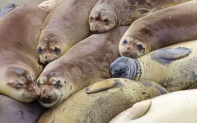 Northern elephant seals during molting season at Piedras Blancas beach, near San Simeon, California