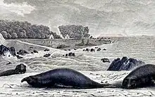 Elephant seals, ‘’Dromaius novaehollandiae minor’’, on King Island in former times