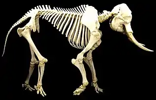 Vertebrate animals have internal endoskeletons which achieve rigidity by binding calcium phosphate into hydroxylapatite