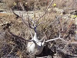 Elephant's foot in flower in Isalo  N. P., Madagascar