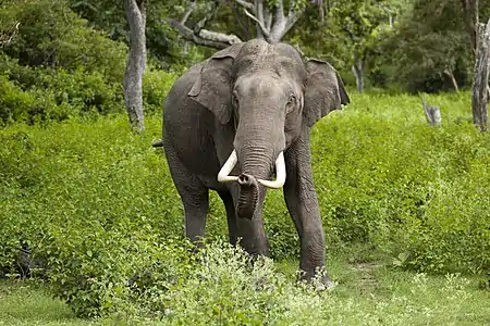 Indian Elephant