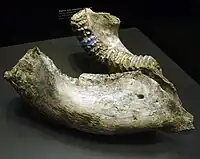 Lower jaw at the Museum für Naturkunde. Berlin