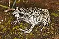 Adult female of Eleutherodactylus leoncei from Sierra de Bahoruco.