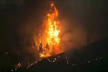 Photo of flames burning trees at night