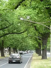 English elms on Royal Parade, Parkville, Melbourne (2012)