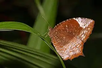 Ventral view