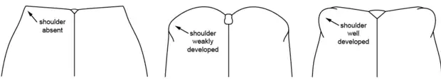 Three drawings: first one on the left, shoulders absent (outer corner of elytra straight); center, shoulders weakly developed (outer corner of elytra slightly curved); right, shoulders well-developed (outer corners of elytra prominent)