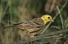 YellowhammerEmberiza citrinella