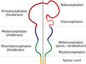 The nervous system is shown as a rod with protrusions along its length. The spinal cord at the bottom connects to the hindbrain which widens out before narrowing again. This is connected to the midbrain, which again bulges, and which finally connects to the forebrain which has two large protrusions.