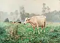 Cows in the meadow