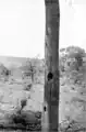 In dead she-oak, nest site at base, Whitlock, 1922