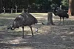 Emus