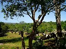 Cattle in Lara State