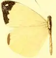 E. l. marion female