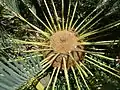 Crown of the stem