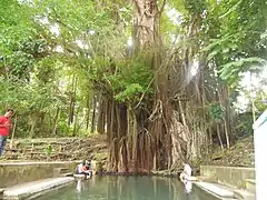 The century-old Enchanted Balete Tree