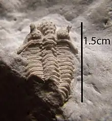 An Encrinurus specimen from Silurian Dolomite of Southeastern Wisconsin