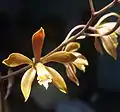 Encyclia candollei detail of flowers