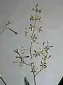 Encyclia candollei inflorescence