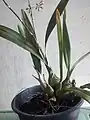 Encyclia candollei plant