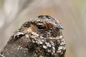 Puerto Rican nightjar