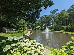 Hydrangea near the Endicott Lakes (view as a 360° interactive panorama)