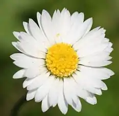 English daisy (Bellis perennis)