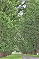 Avenue of elms, Gostwyck, near Uralla, New South Wales, called 'English elms' but with vertically grooved, not plated, bark