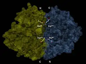 3-D depiction of enolase dimer in antiparallel orientation. One dimer’s N-terminal Glu20 forms an ionic bond with the other’s C-terminal Arg414 to stabilize the enzyme’s quaternary structure.