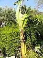 Specimen in Jardin botanique exotique de Menton, Alpes-Maritimes, France