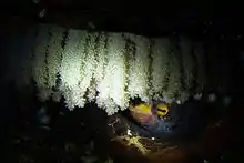 A female octopus underneath hanging strings of her eggs