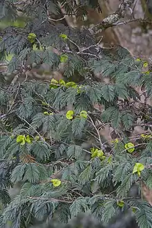 "Enterolobium schomburgkii," unripe pods and foliage of a wild tree in Puerto López, Colombia