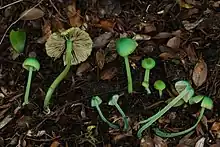 Entoloma necopinatum, Chile